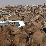 تعليم البكيرية يحقق المركز الأول على مستوى المملكة ببطولة الكاراتيه للمدارس