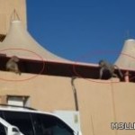 منع مطاعم الوجبات السريعة من المشاركة في الأنشطة المدرسية