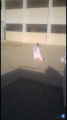 مواطن يطالب بمقابلة الملك وولي العهد ويهدد بقتل طفله الرضيع داخل ساحة مدرسة المويلح بضباء