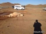 جمل يقلب باص المعلمات ويصيب 4 وسائقهن بالبديع