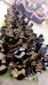 تفعيل اسبوع الشجرة في روضة بخشة الاولى