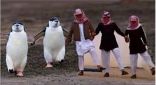 فيديو: معلم يدرِّب طلابه على رقصة البطريق